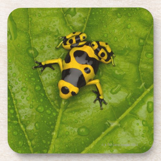 《昆虫》マルハナバチの毒投げ矢のカエル コースター (正面)