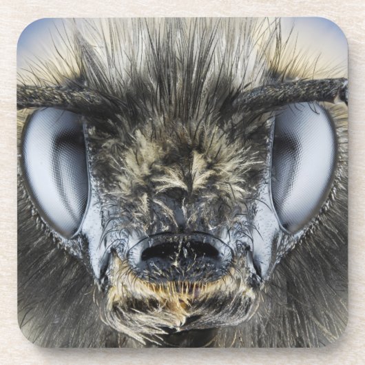 《昆虫》マルハナバチの頭部 コースター (正面)