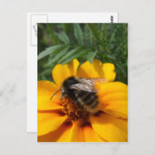 (昆虫)マルハナバチはがき ポストカード (正面/裏面)