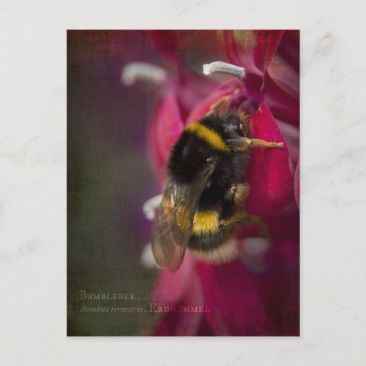 （昆虫）マルハナバチはがき ポストカード (正面)