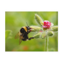 （昆虫）マルハナバチはがき
