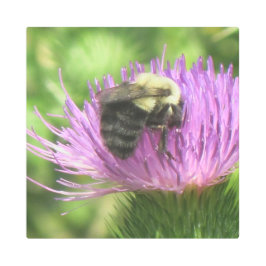 （昆虫）マルハナバチオンティスル メタルプリント