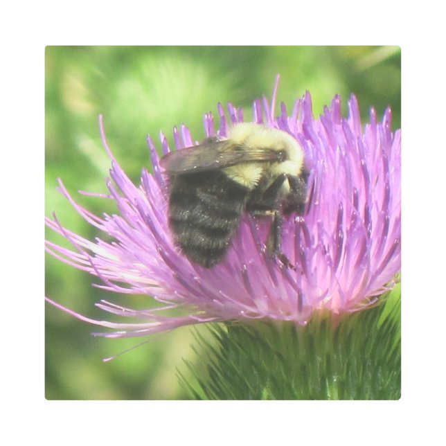 （昆虫）マルハナバチオンティスル メタルプリント (正面)