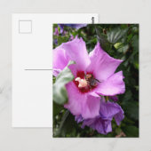 （昆虫）マルハナバチオンハイビスカスフラワー ポストカード (正面/裏面)