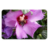 (昆虫)マルハナバチオンハイビスカスフラワー マグネット (横)