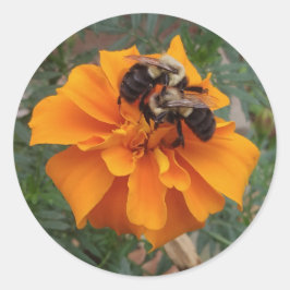 （昆虫）マルハナバチオンマリゴールド花 ラウンドシール
