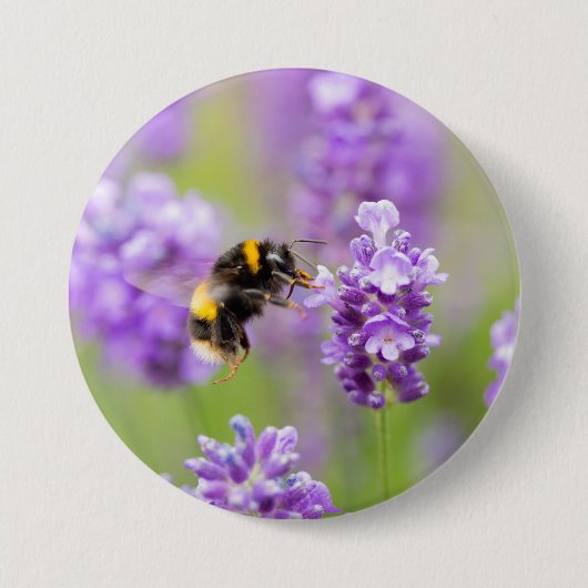 （昆虫）マルハナバチオンラベンダー 缶バッジ (正面)