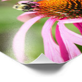 （昆虫）マルハナバチオン紫のConeflower自然写真 フォトプリント (角)