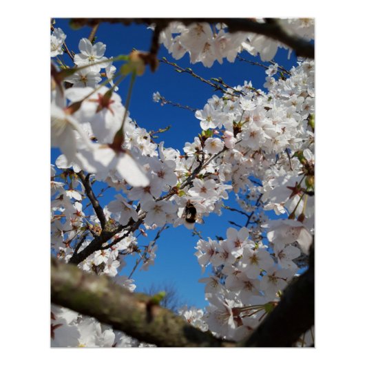 （昆虫）マルハナバチオン野生さくらんぼ開花 ポスター (正面)