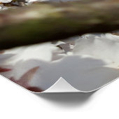 （昆虫）マルハナバチオン野生さくらんぼ開花 ポスター (コーナー)