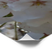 （昆虫）マルハナバチオン野生さくらんぼ開花 ポスター (コーナー)