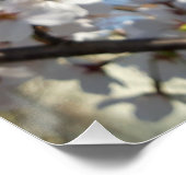 （昆虫）マルハナバチオン野生さくらんぼ開花 ポスター (コーナー)