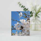 （昆虫）マルハナバチオン野生さくらんぼ開花 ポストカード (スタンド正面)