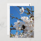 （昆虫）マルハナバチオン野生さくらんぼ開花 ポストカード (正面/裏面)