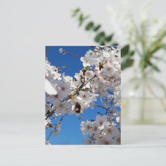 (昆虫)マルハナバチオン野生さくらんぼ開花 ポストカード (スタンド正面)