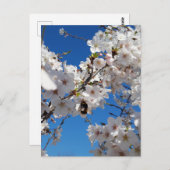 (昆虫)マルハナバチオン野生さくらんぼ開花 ポストカード (正面/裏面)