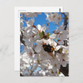 （昆虫）マルハナバチオン野生さくらんぼ開花 ポストカード (正面/裏面)