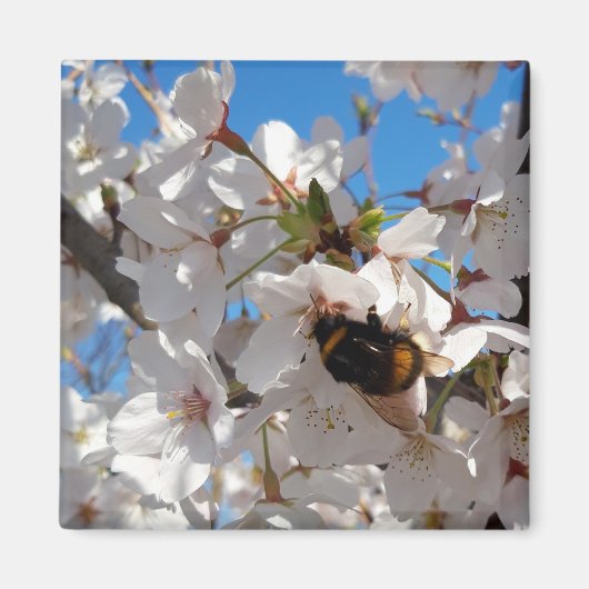 （昆虫）マルハナバチオン野生さくらんぼ開花 マグネット (正面)