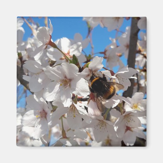 （昆虫）マルハナバチオン野生さくらんぼ開花 マグネット (正面)