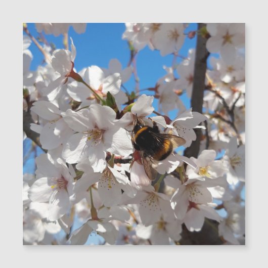 （昆虫）マルハナバチオン野生さくらんぼ開花，磁気カード (正面)