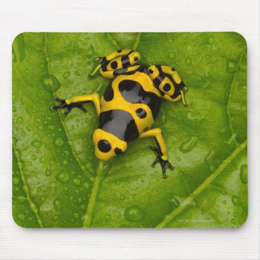 （昆虫）マルハナバチポイズンダーツカエル マウスパッド (正面)