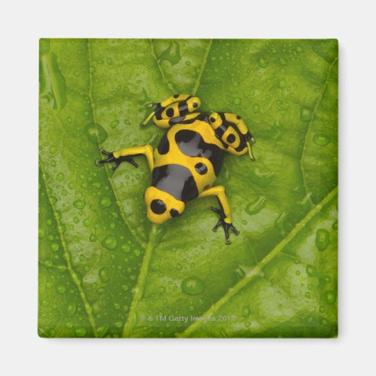 (昆虫)マルハナバチポイズンダーツカエル マグネット (正面)