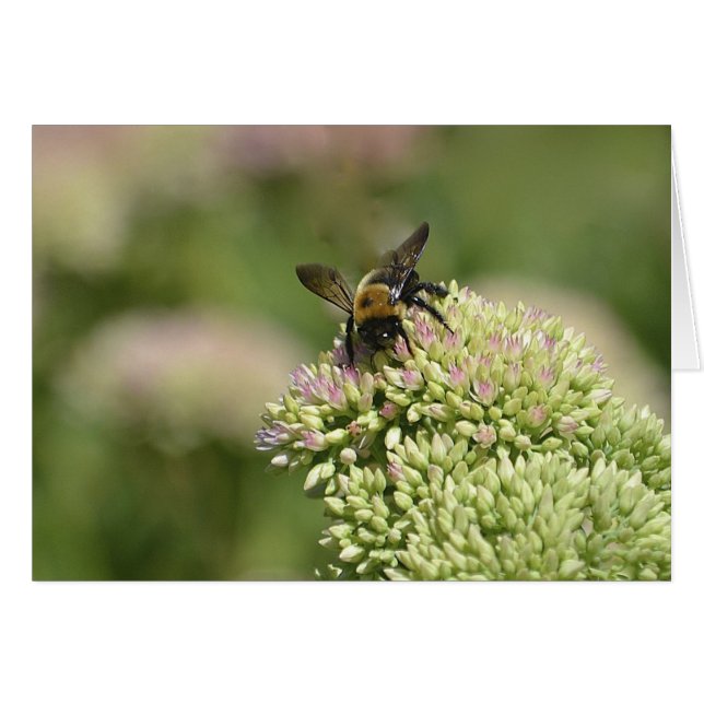 （昆虫）マルハナバチ天国 (正面横)