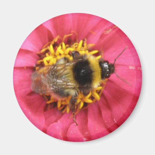 （昆虫）マルハナバチ磁石 マグネット (正面)