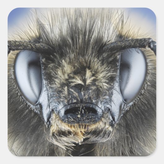 (昆虫)マルハナバチ頭 スクエアシール (正面)