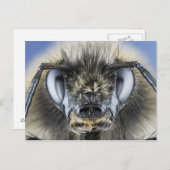 （昆虫）マルハナバチ頭 ポストカード (正面/裏面)