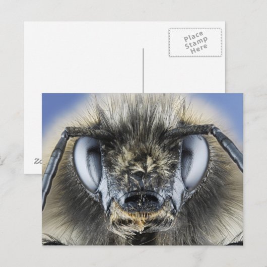 （昆虫）マルハナバチ頭 ポストカード (正面/裏面)