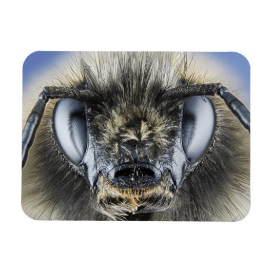 (昆虫)マルハナバチ頭 マグネット (横)