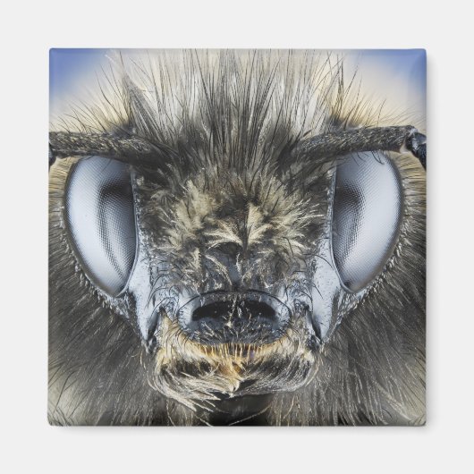 （昆虫）マルハナバチ頭 マグネット (正面)