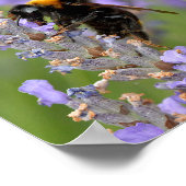 (昆虫)マルハナバチ食べ物を与えのラベンダー色の花 ポスター (角)