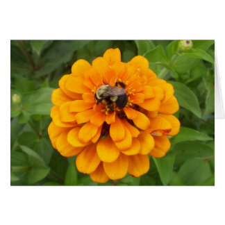 《昆虫》マルハナバチ