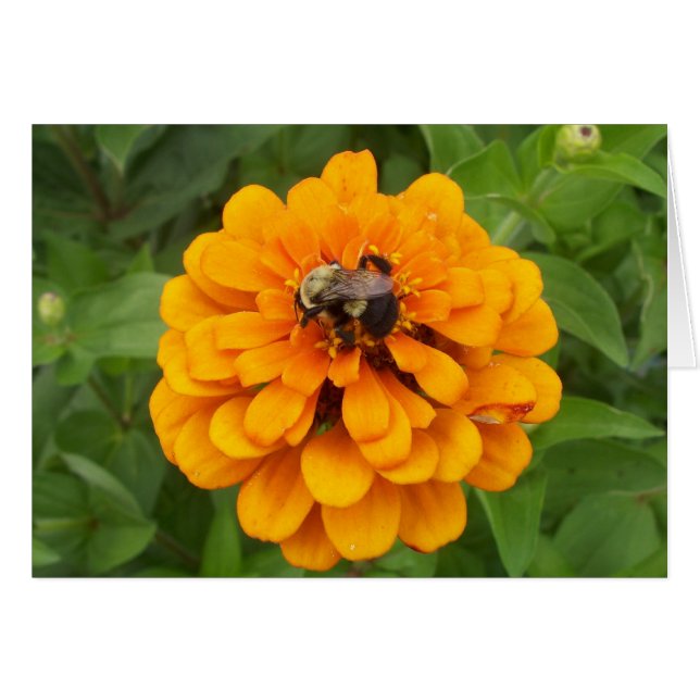 《昆虫》マルハナバチ (正面横)