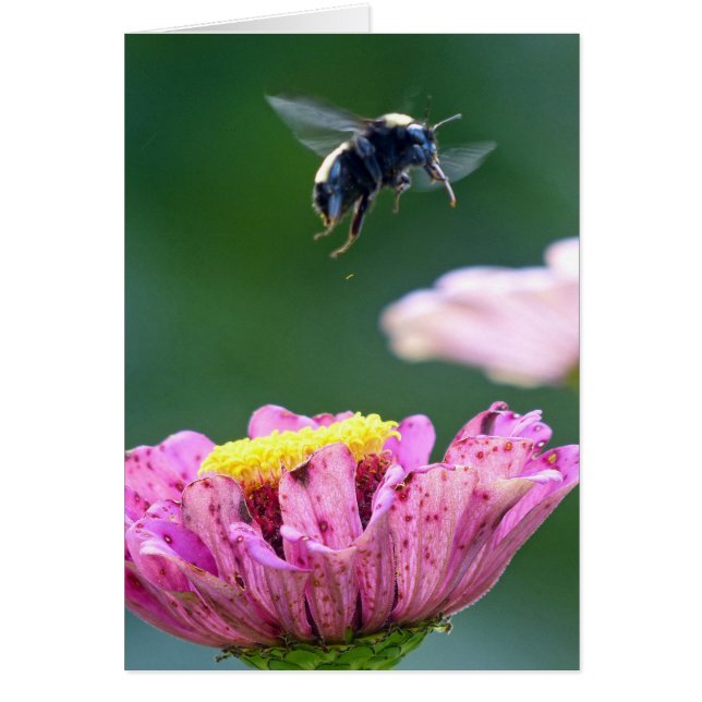 （昆虫）マルハナバチ (正面)