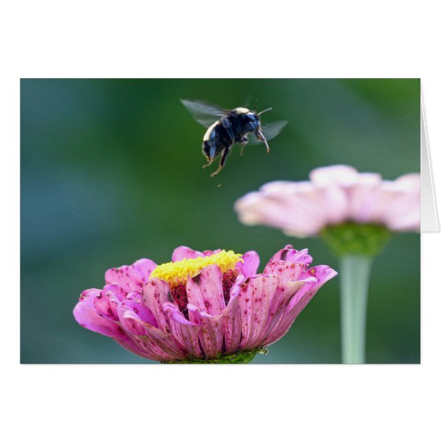 （昆虫）マルハナバチ (正面横)