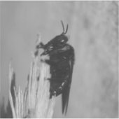 （昆虫）マルハナバチ シール (正面)