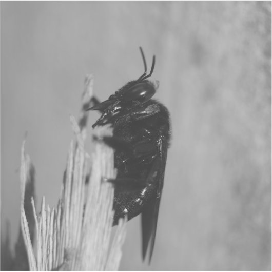 （昆虫）マルハナバチ シール (正面)