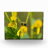 （昆虫）マルハナバチ フォトブロック (正面)