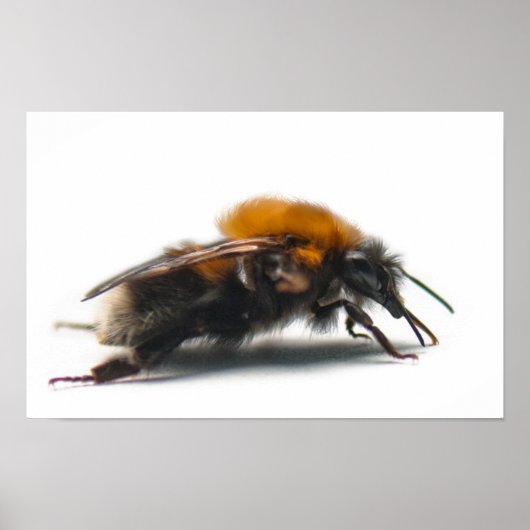 （昆虫）マルハナバチ ポスター (正面)