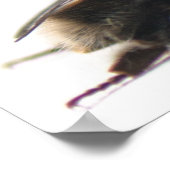 （昆虫）マルハナバチ ポスター (角)