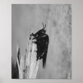 （昆虫）マルハナバチ ポスター