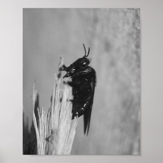 (昆虫)マルハナバチ ポスター (正面)