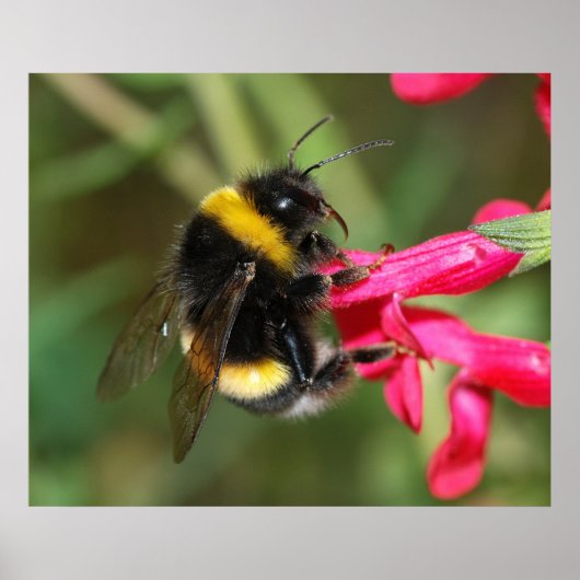 (昆虫)マルハナバチ ポスター (正面)