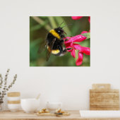 (昆虫)マルハナバチ ポスター (キッチン)