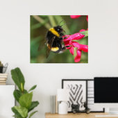 (昆虫)マルハナバチ ポスター (ホームオフィス)