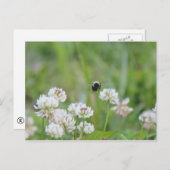 （昆虫）マルハナバチ ポストカード (正面/裏面)