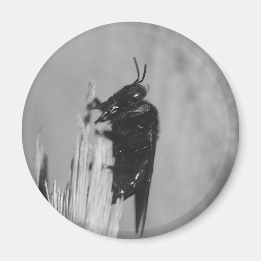 （昆虫）マルハナバチ マグネット (正面)